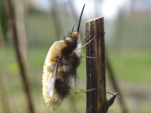 Réf. 200 901 : Bombylius major